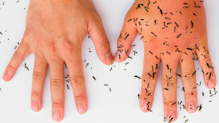 Scopri cosa spruzzare per allontanare le zanzare: soluzioni efficaci in 70 caratteri