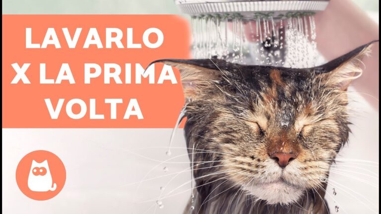 Migliora il benessere del tuo gatto: scopri come pulirlo senza acqua