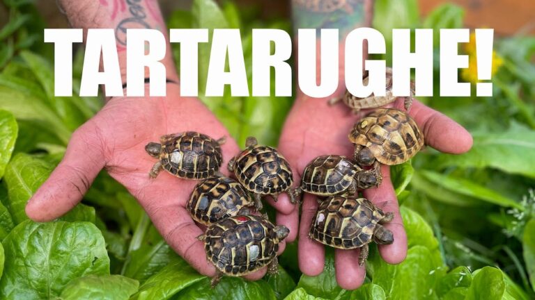 Le adorabili tartarughe di terra piccole: curiosità e cura quotidiana