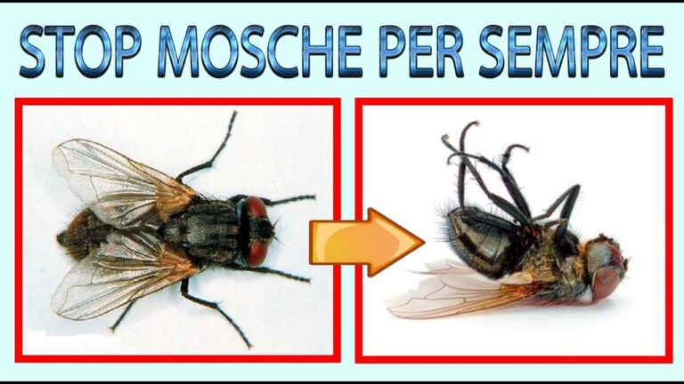 Scaccia le fastidiose mosche dal tuo giardino con questi efficaci rimedi!