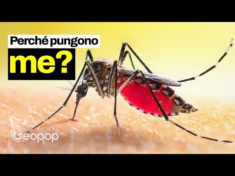 Zanzare affamate: quale gruppo sanguigno preferiscono?